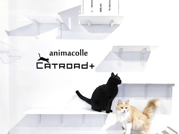 【animacolle】キャットステップ