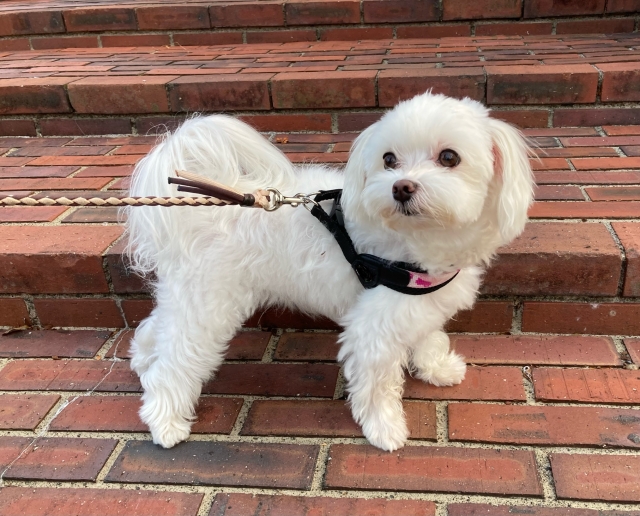 マルチーズの基本情報