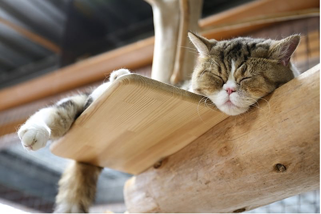 猫1匹でもキャットタワーが必要な理由