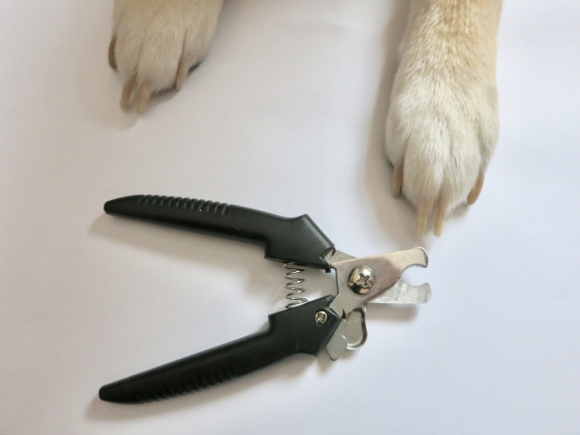 犬の爪切りの正しいやり方