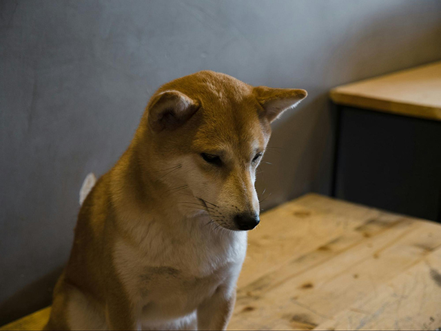 愛犬が自分のうんちを踏んでしまうのは異常？