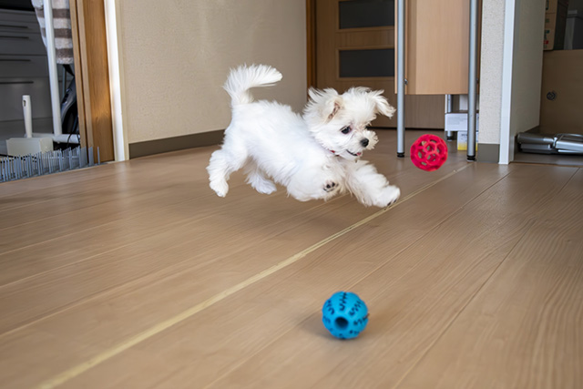 犬の膝蓋骨脱臼（パテラ）とは？小型犬に多い理由と発症しやすい犬種