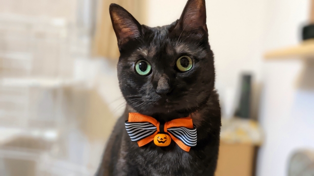 【まとめ】猫のお迎えは秋がおすすめ！