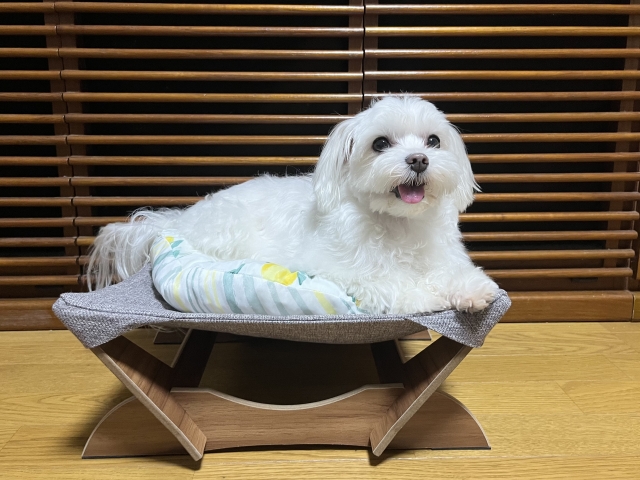 マルチーズを飼う際の飼育環境づくり
