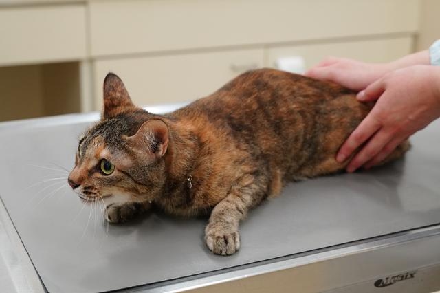 動物 病院 馬 中 かみくらた動物病院｜動物病院 横浜市戸塚区