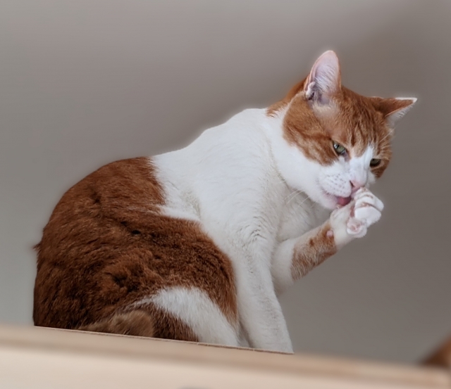 猫の適切な毛づくろいの頻度