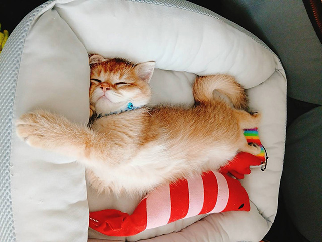 賃貸でも猫と安心して暮らすために