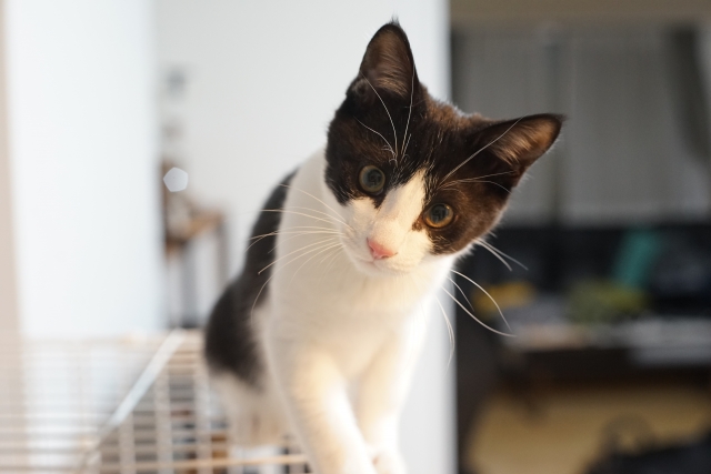 子猫のケージ卒業の目安