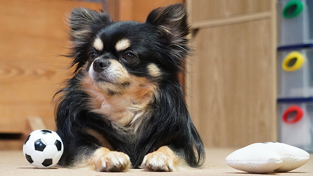 壊れにくい犬用おもちゃの選び方