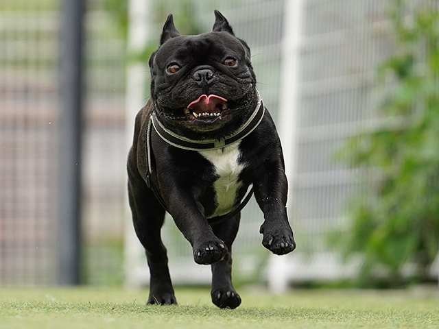 フレンチ・ブルドッグの平均体重は8～14kgと幅広い