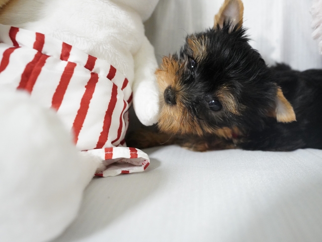 ヨークシャー・テリアの抜け毛が増える主な原因