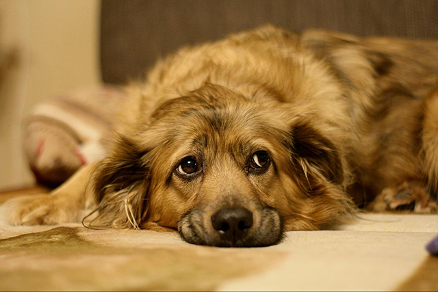 ミックス犬・雑種犬を迎える方法と費用