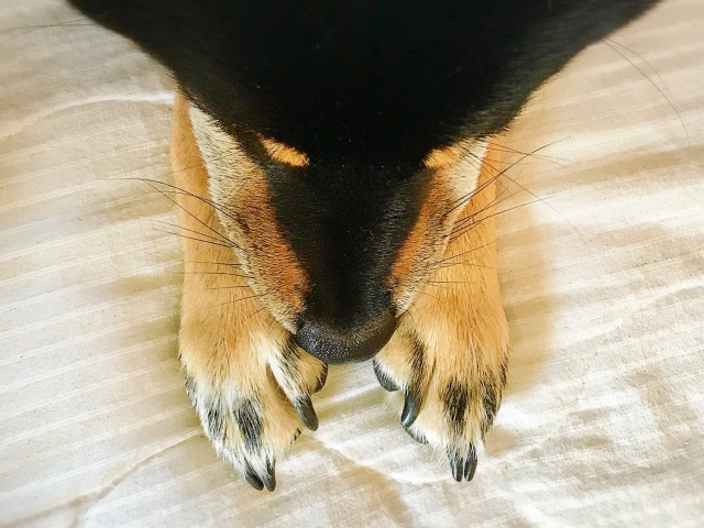 犬の爪を伸ばしすぎるリスク