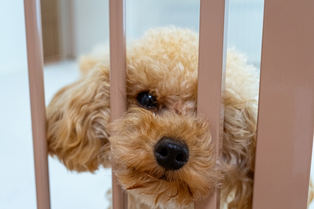 愛犬がゴミ箱をあさるのを防ぐ対策5選