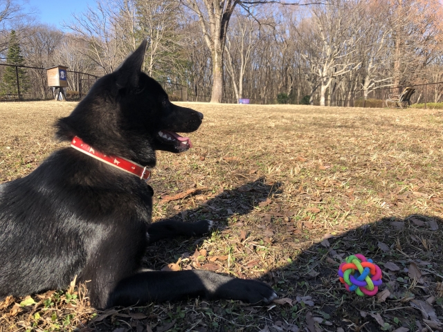 甲斐犬の性格に適した飼育環境づくり