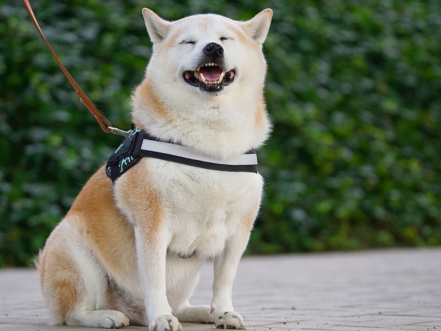 犬を飼っている高齢者がしておきたい3つの備え