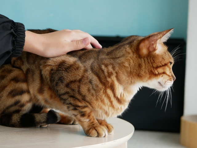 猫が1匹でも寂しくない理由