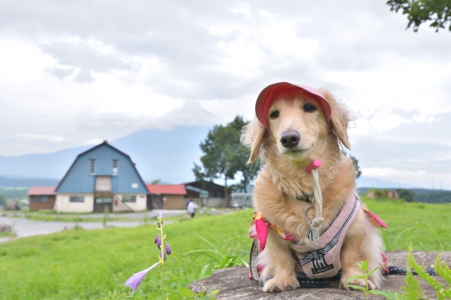 【犬の対策】散歩で紫外線を防ぐためのポイント