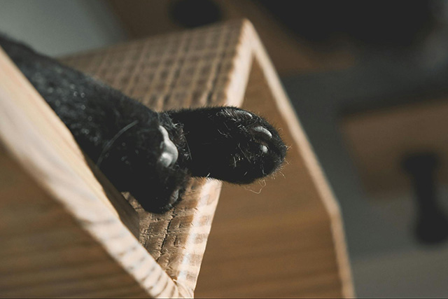 キャットタワーを活かした大型猫の住環境づくり