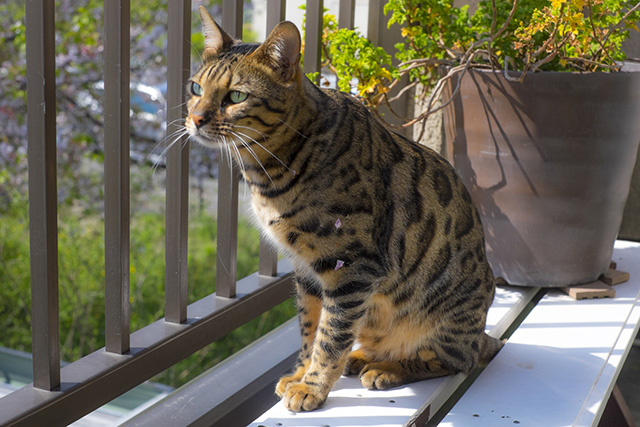 猫が玄関から脱走しやすいタイミング