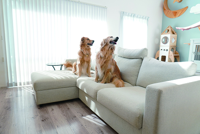 犬も猫ものびのび暮らせる家づくり