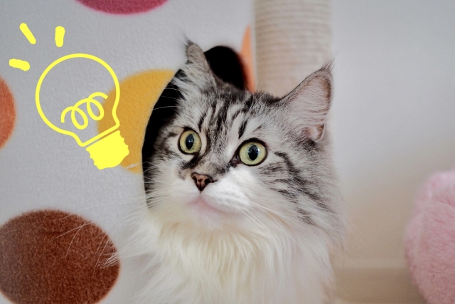 【経験談】猫が喜ぶ隠れ場所のアイデア