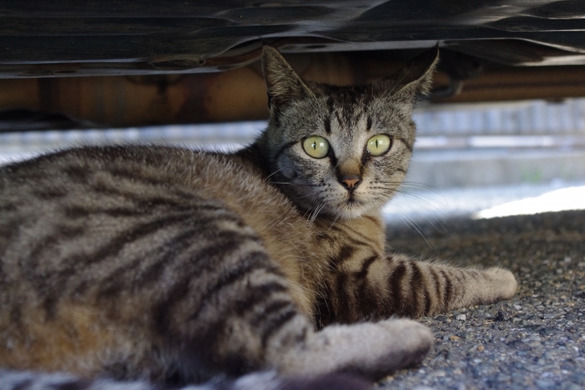 近所の猫の外飼いで困ったときは?
