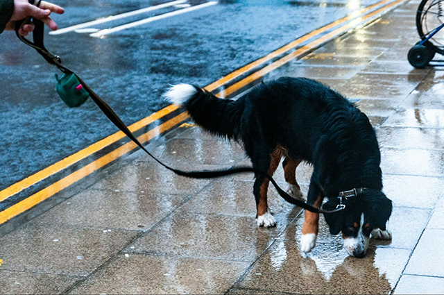 雨の日のお散歩後に行いたいケアと注意点