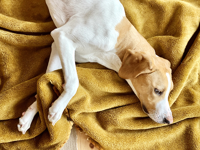 犬に健康診断は必要？受けるメリット