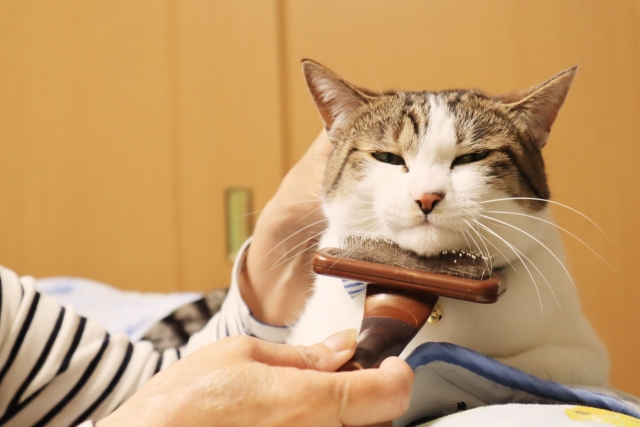 猫がブラッシングを嫌がる時の対処法