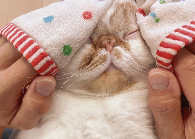 猫の目やにを自宅でケアする方法