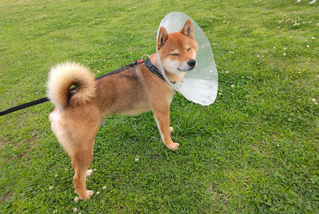 犬の入院に関するよくある質問（Q&A）
