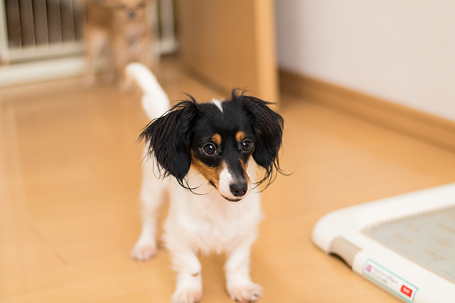 フローリングに愛犬・愛猫のおしっこを放置するリスク