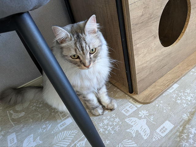 キンカローの飼い方のコツと注意すべきポイント