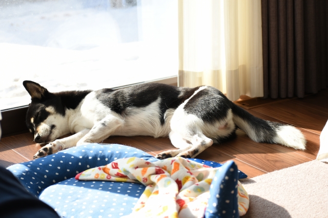 エアコンをつけていても注意？室内で愛犬が熱中症になる理由