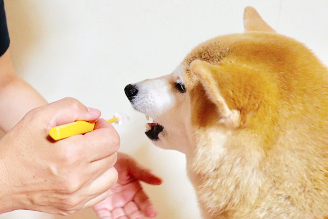 犬の歯に歯石がつく原因とリスク
