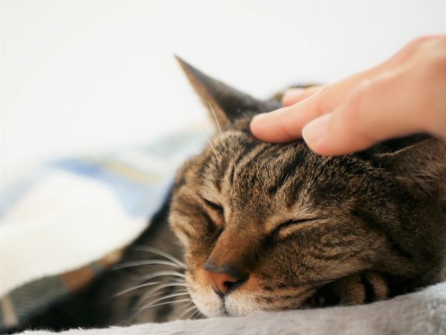 寝たきり猫を介護する時の注意点