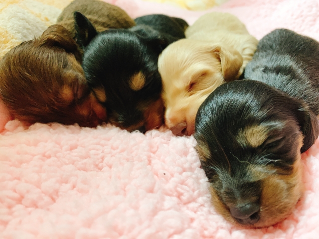 【月齢別】子犬の基本の遊び方と遊ぶ時間の目安