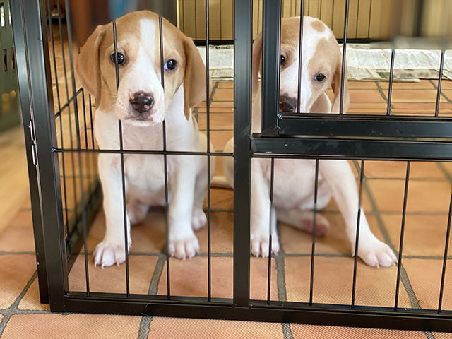 風邪の症状が出る原因