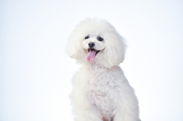 トイ・プードルはアーモンド型の目をしており、マズルがスッと前に出ているシャープな顔立ちです。