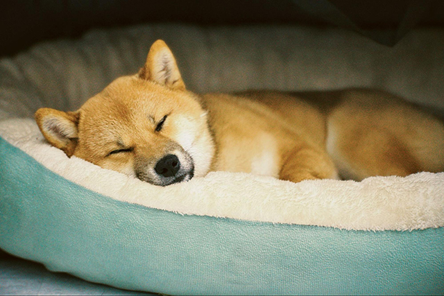 シニア犬(老犬)におすすめの介護ベッド5選