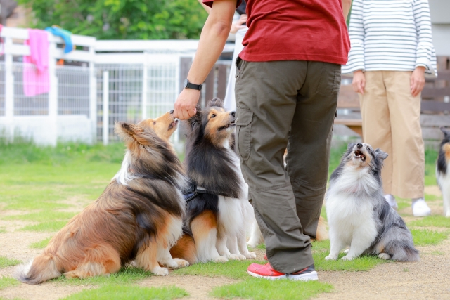 シェットランド・シープドッグは飼いにくい？向いている人の特徴と注意点