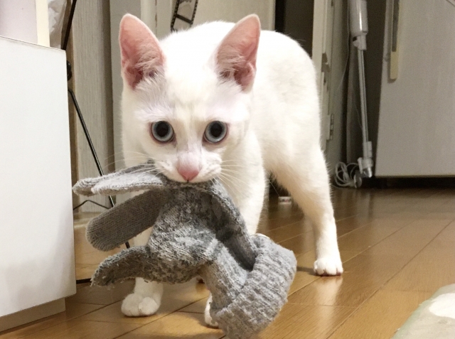 猫のウールサッキング対策