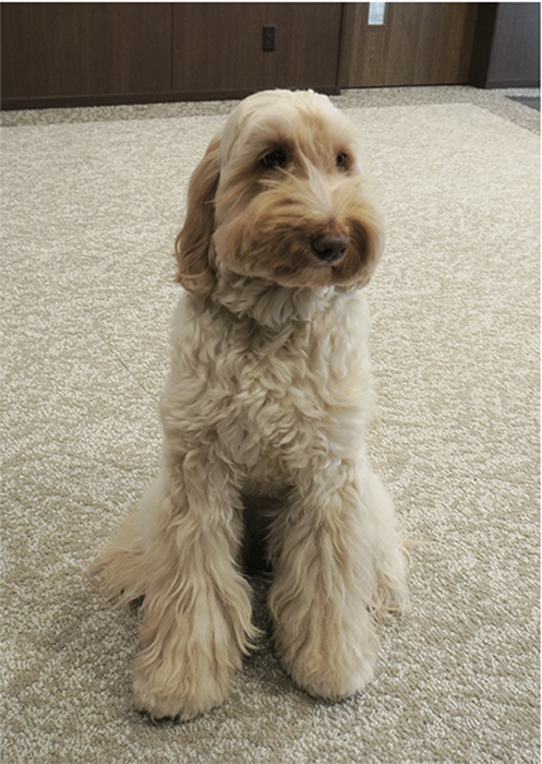 「ニチイホーム 八幡山」二代目セラピー犬のワフト（4歳）