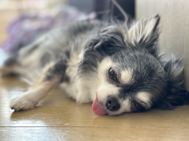 犬の夏バテ対策に関するよくある質問（FAQ）