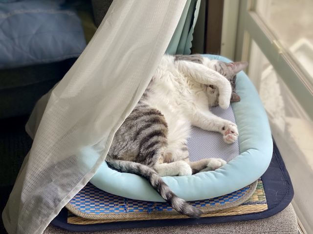 猫の睡眠時間のきほん