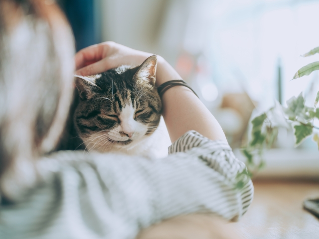 老猫と飼い主さんが安心できる環境づくり