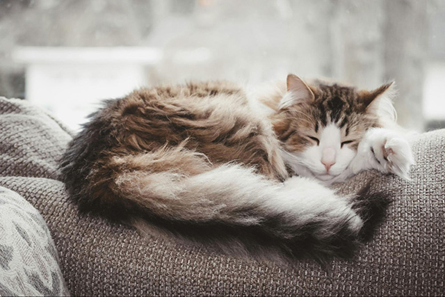 長毛猫に毛玉ができやすい理由とは？