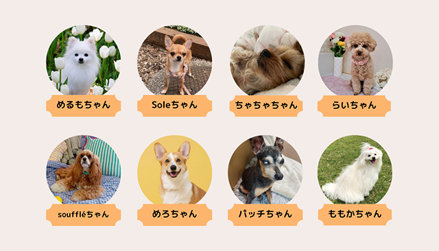 部員紹介｜犬とのくらし部