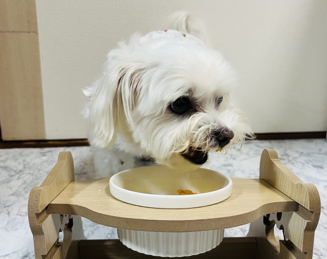 犬のフードボウルの高さは体に合わせて選ぶことが大切